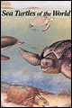 Sea Turtles poster