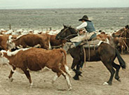 Myron Smart roping cattle on the Ninety-Six Ranch, Paradise Valley, NV, 1980. Photograph by Carl Fleischauer.