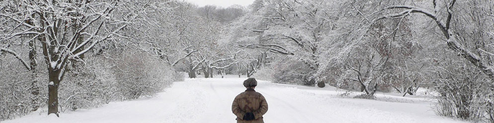 Arnold Arboretum