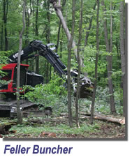 Image of a feller buncher machine in use.