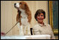 Mrs. Laura Bush smiles as the Westminster Kennel Club's 2008 Best in Show winner, Uno, is introduced to invited guests Monday, May 5, 2008, in the East Room during the beagle's visit to the White House Monday, May 5, 2008. White House photo by Shealah Craighead