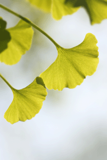 Photo of ginkgo leaves.