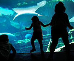 Shamu and Namu at SeaWorld Orlando 