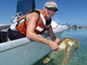 Kristen Hart releasing a juvenile green sea turtle after workup and tagging