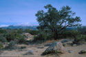 Santa Rosa National Monument scenic of a Tree