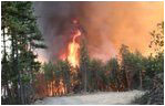 Fire behavior in unthinned forests: Fires burn at high temperatures and reaches tops of trees 