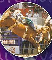 Bucking Bronco at Colorado State Fair