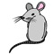 Picture of a mouse.
