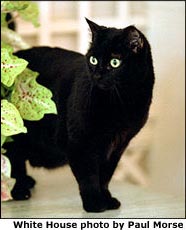 Photograph of India, a black cat, next to a plant on a table. White House photo by Paul Morse