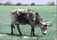 Photo of Ofelia, the longhorn