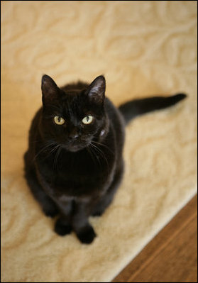 India, the White House First Kitty, poses for the camera in this 2006 photograph. The 18-year-old pet died Sunday, January 4, 2009, at home with the President and Mrs. Laura Bush. White House photo by Kimberly Hewitt