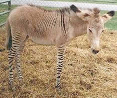 Image of Eve, a baby zonkey.  Courtesy of ADMS