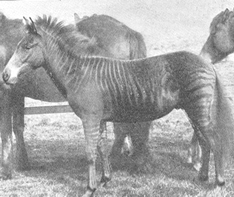 Photo of a zebra-horse hybrid, or zorse,