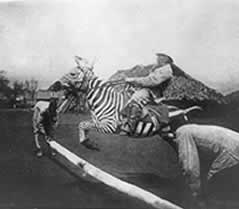 Photo of man on a tame zebra jumping a fence