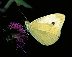 Photo of a light yellow butterfly with one black spot on  some purple flowers.