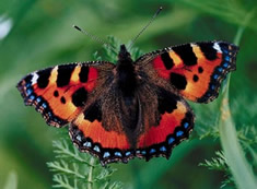 Photo of a red, black, orange,  blue and white butterfly perched on green plants.