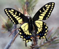 Photo of a yellow, black, blue and brown butterfly on a pine branch.