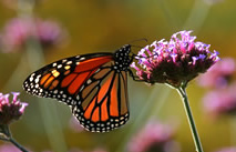 Photo: monarch butterfly perched on a pink flower.