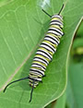 White, green and black striped caterpillar on a green leaf.