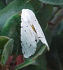First photo: white speckled moth perched with wings folded over body.   Second photo:  orange , black and yellow butterfly with wings folded  in an upright position.
