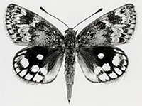 Black and white photo of a butterfly preserved with wings spread.