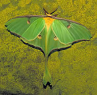 Photo: large moth with bright green and yellow outspread wings  and a long, tail-like feature.