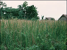 Photo: green, grassy marsh with two huts in the background.