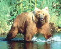 Brown bear - From the  U.S. Fish & Wildlife Service Nat'l Image Library.