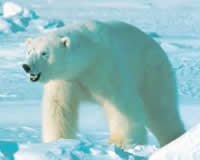 Polar bear - From the U.S. Fish & Wildlife Service Nat'l Image Library.
