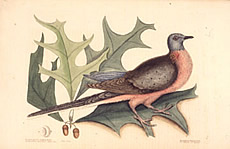 Color illustration of a passenger pigeon, with oack leaves in the background.