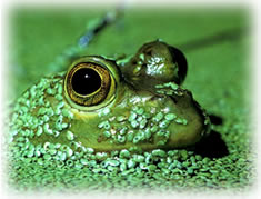 Photo: close up of the top of a bullfrog's head,  covered in duckweed.