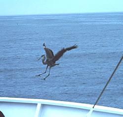 Heron landing on a boat surrounded by blue water.