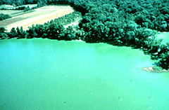 Photo of green water and trees on shore.