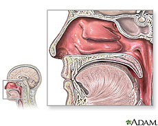 Diagram of the nasal passages.