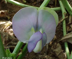 Photo: grey-violet bloom.