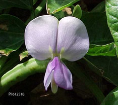 Photo: light violet bloom.