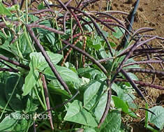 Photo: plant with leaves and long pea pods.