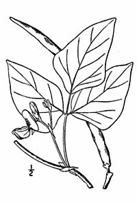 Line drawing of plant with leaves, bloom and pod.