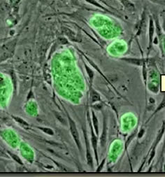 Microscopic photo of  green stem cells.