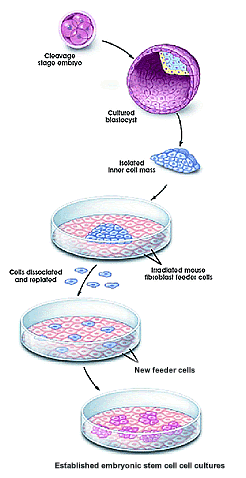 Drawing depicting juman embryonic stem cell lines.