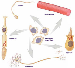 Diagram showing different types of cells coming from stem cells.