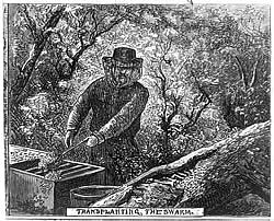 Drawing of a man wearing a  hat with a net, working at a bee hive.