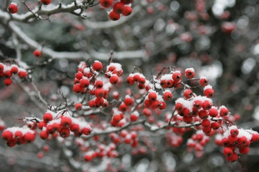 Snow settles softly on every branch and berry in the Rose Garden during the first snowfall of the season Monday, Dec. 5, 2005. White House photo by Shealah Craighead