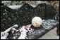 As Barney and Miss Beazley frolic among the holiday decorations, their toys are left outside in the snow Monday, Dec. 5, 2005. White House photo by Shealah Craighead