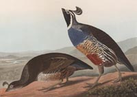 California Partridge