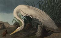 American Egret (Casmerodius Albus)