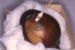 Terrestrial - Globe Discolored shellac being removed