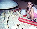 National Thanksgiving Turkey contestants hatched on July 10th in a turkey barn in the Carthage, Missouri area.