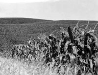 Nebraska cornfield