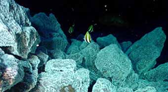 Photo: triped tropical fish swimming above large blue colored rocks. 